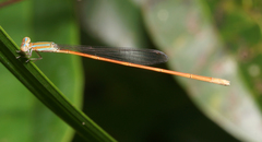 Aciagrion pallidum