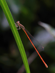 Aciagrion pallidum