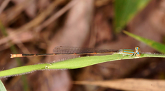 Aciagrion pallidum