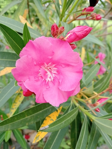 oleander photograph by the iNaturalist community