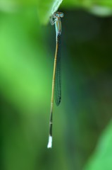 Aciagrion pallidum