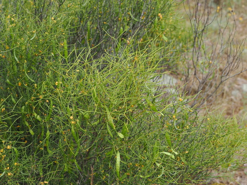 Senna artemisioides observed 2026-10-24