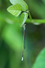 Aciagrion pallidum