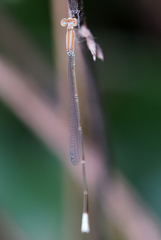 Aciagrion pallidum