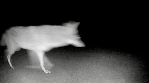 Coyote photograph by the iNaturalist community