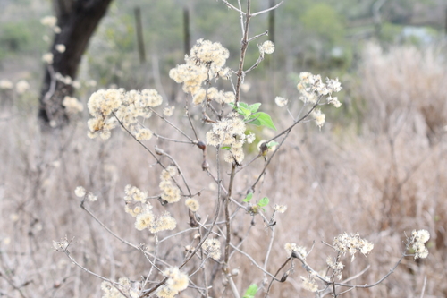 Chromolaena odorata observed 2026-10-24