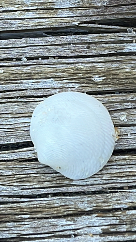 Divalinga quadrisulcata observed 2026-10-23