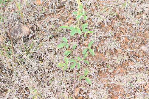 Crotalaria pallida observed 2026-10-24