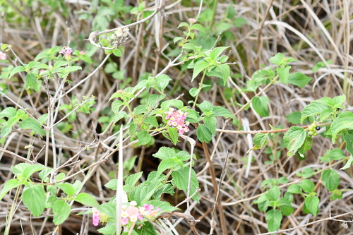 common lantana photograph by the iNaturalist community