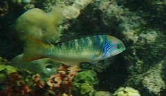 Thalassoma hebraicum