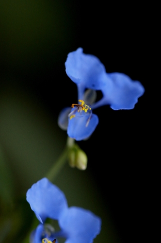 Commelina diffusa observed 2026-10-24