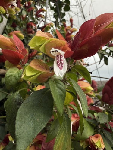 Justicia brandegeeana observed 2026-10-24