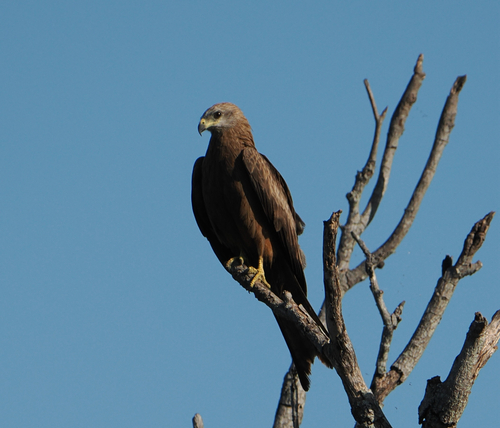 Black Kite photograph by the iNaturalist community