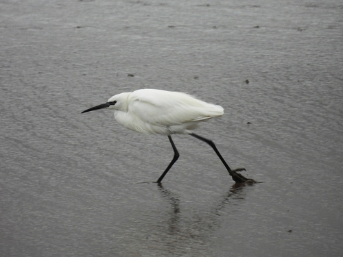 Little Egret photograph by the iNaturalist community