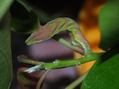 Pingasa ruginaria pacifica