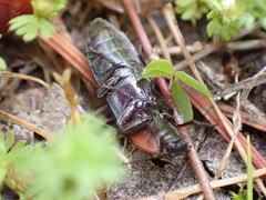 Selatosomus lateralis