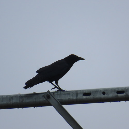 Carrion Crow photograph by the iNaturalist community