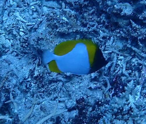 Hemitaurichthys polylepis observed 2026-10-18