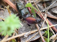 Selatosomus lateralis