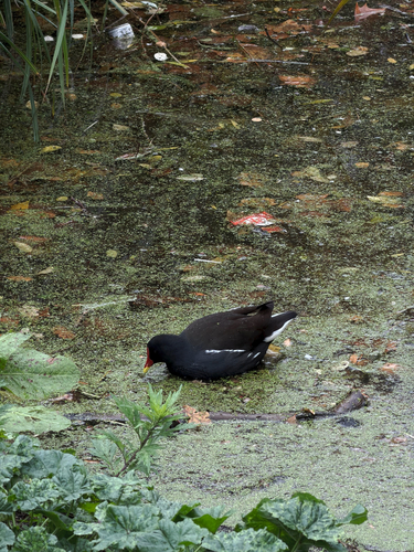 Eurasian Moorhen photograph by the iNaturalist community