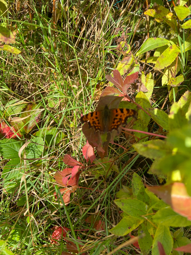 European Comma photograph by the iNaturalist community