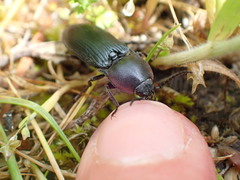 Selatosomus lateralis