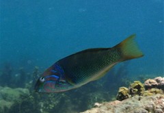 Thalassoma hebraicum