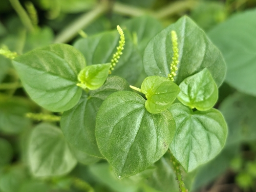 Peperomia pellucida observed 2026-10-23