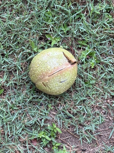 Cerbera odollam observed 2026-10-24