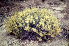 Acacia leptostachya