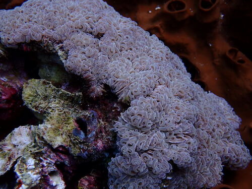 Euphyllia observed 2026-10-24
