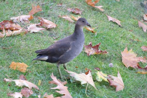 Eurasian Moorhen photograph by the iNaturalist community