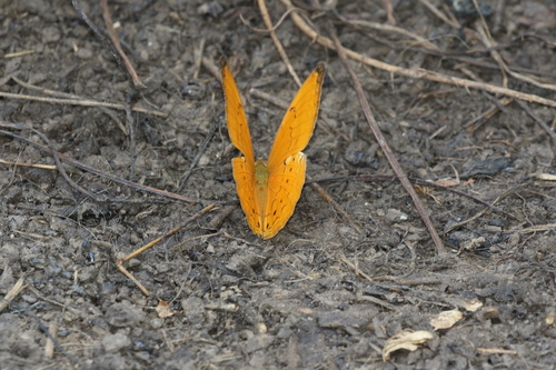 Cirrochroa aoris observed 2026-10-24