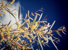 Acacia leptostachya