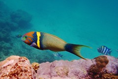 Thalassoma hebraicum