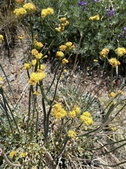 Eriogonum nudum westonii
