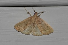 Zanclognatha marcidilinea