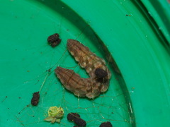 Pingasa ruginaria pacifica