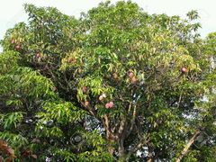 Mangifera indica