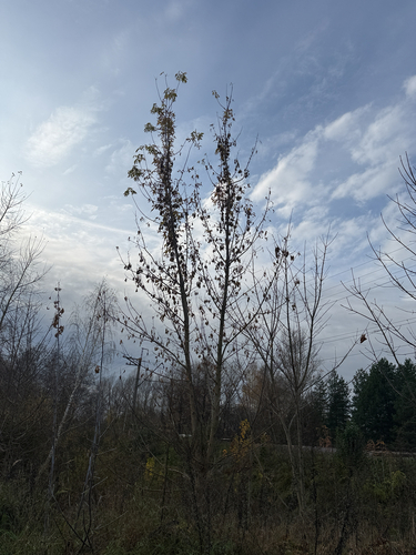 box elder photograph by the iNaturalist community