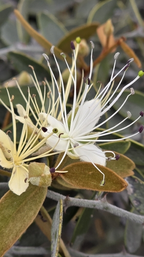 Capparis lasiantha observed 2026-10-20