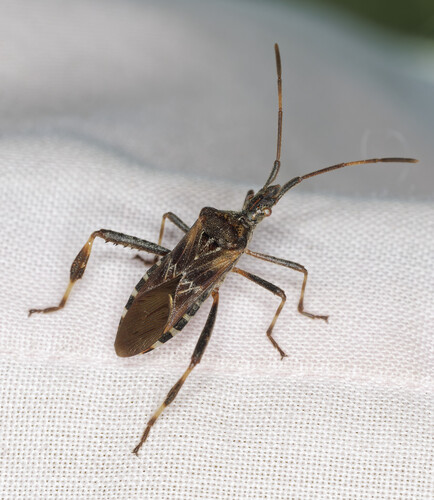 Western Conifer Seed Bug photograph by the iNaturalist community