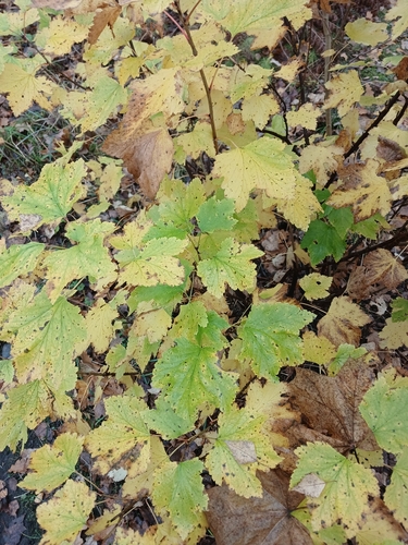 Ribes alpinum observed 2026-10-24