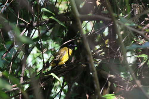 Pycnonotus melanicterus observed 2026-10-24