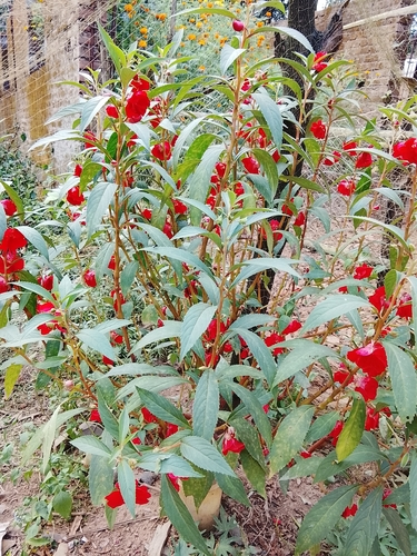 Impatiens balsamina observed 2026-10-24