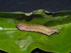 Pingasa ruginaria pacifica