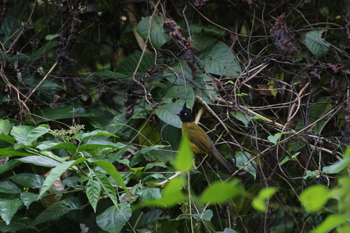 Pycnonotus melanicterus observed 2026-10-24