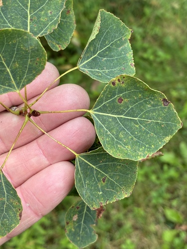 quaking aspen photograph by the iNaturalist community