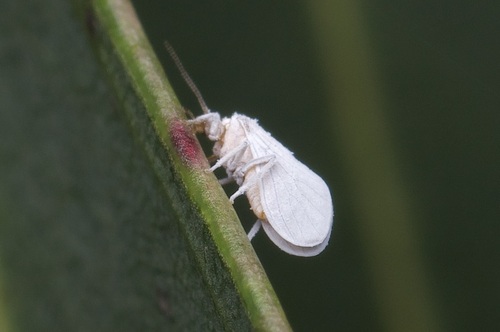Coniopteryx maculithorax