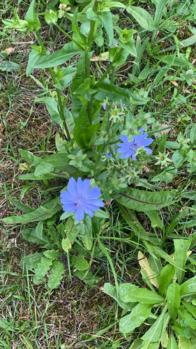 chicory photograph by the iNaturalist community